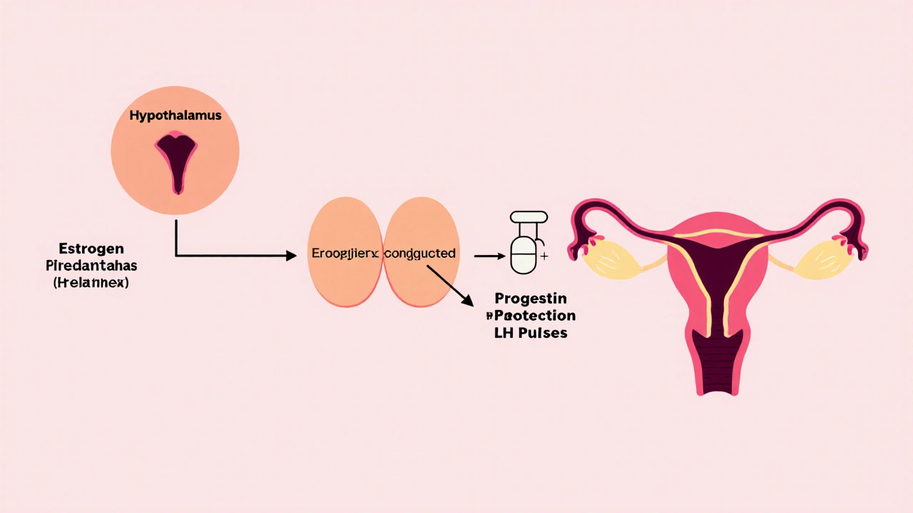 Simple diagram of hormone feedback loop showing estrogen reducing LH.
