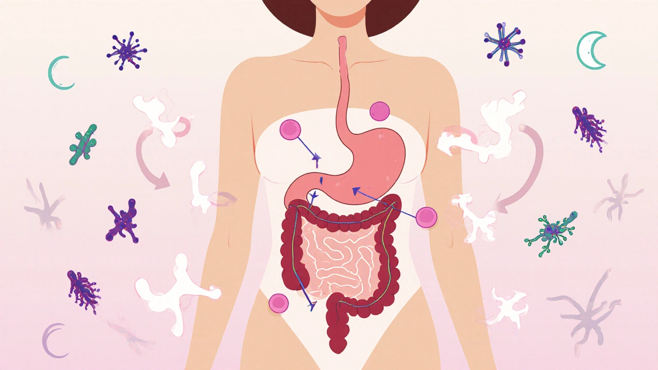 Estradiol and Gut Health: How This Hormone Shapes Your Digestion